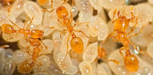 Réf. 353 858 : Myrmicinae inconnu